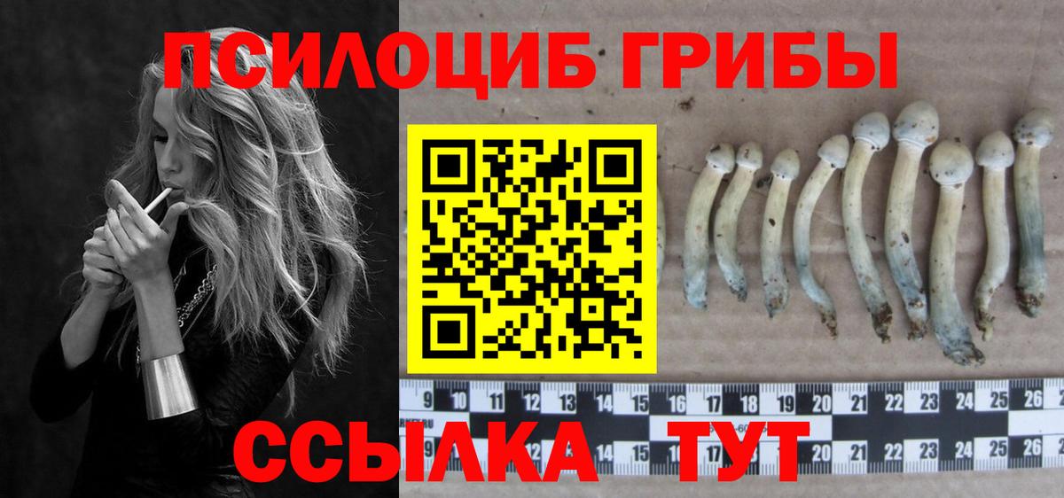 Котлас  Галлюциногенные грибы Psilocybe  Вход с VPN  Галлюциногенные грибы прущие грибы 